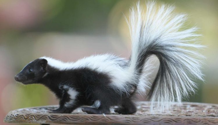 How Far Can a Skunk Spray?